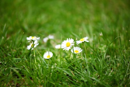 camomiles in green grass close up
