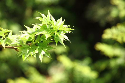  green foliage branch close up