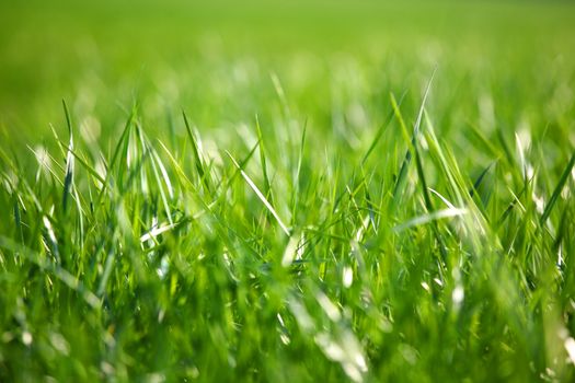 green grass macro close up