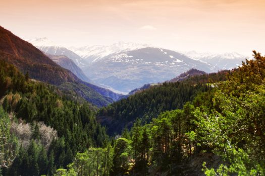 alpen mountain forest sun shine