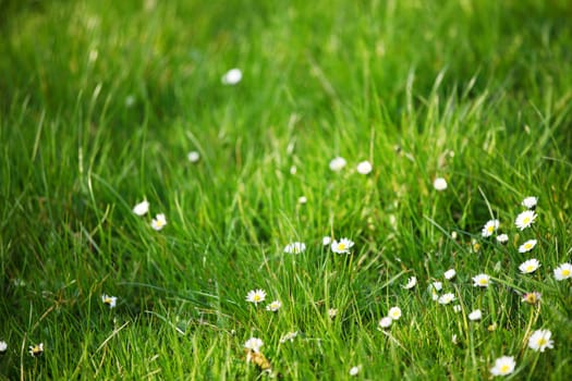 camomiles in green grass close up