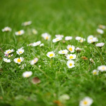 camomiles in green grass close up