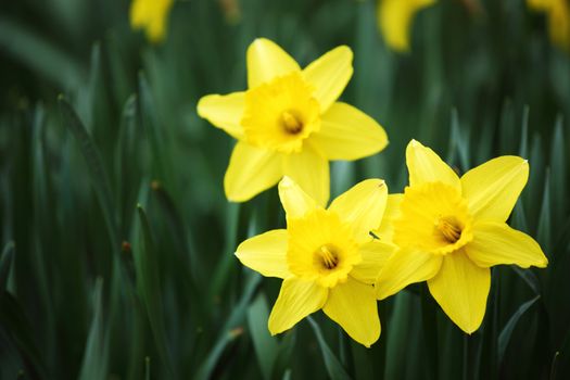 yellow narcissus in green grass
