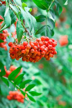 A tree with rowan berries in the fall