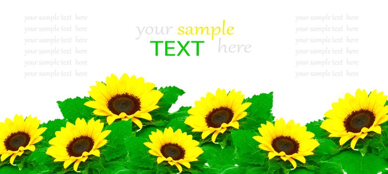 Sunflowers isolated on white background, with room for text 