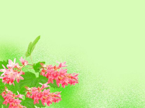 Flowering red Currant (Ribes sanguineum), on green background, with room for text 