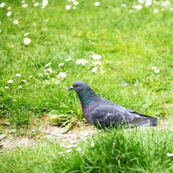 pigeon in the green grass