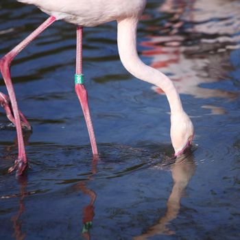 pink flamingo in zoo close up