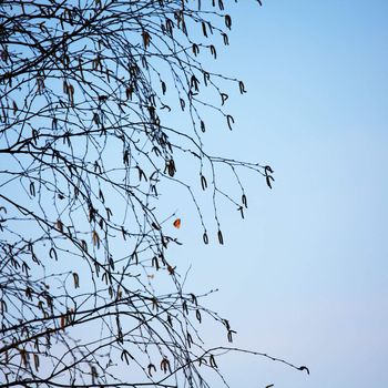 branches on a background of blue sky