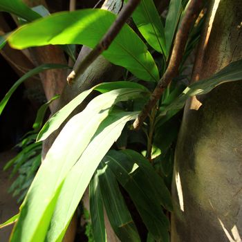 green day jungle forest