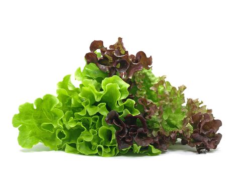 lollo rosso and batavia lettuce on white background