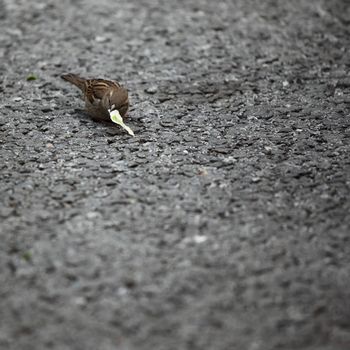  sparrow eat bread on ground