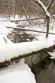 Winter stream in forest, fallen trees and coast covered with snow