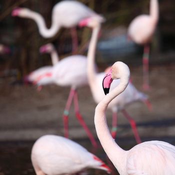 pink flamingo in zoo close up