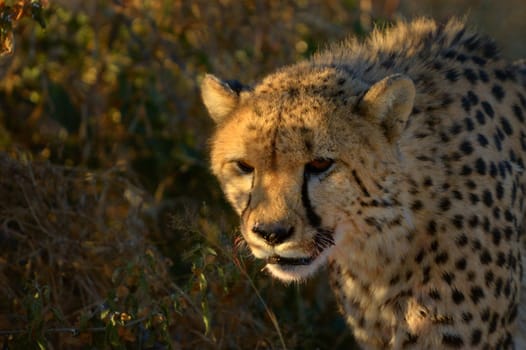 Cheetah, Acinonyx jubatus, in the sunset at a sanctuary near Etosha National Park, Namibia