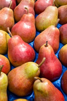 Red and green pears on display