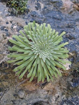 Pyrenean Saxifrage (Saxifraga longifolia) An Endemic Alpine Rock Plant Of Spanish Pyrenees.