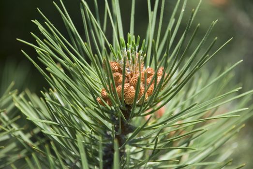 limb fir tree with drops of dew and young bine