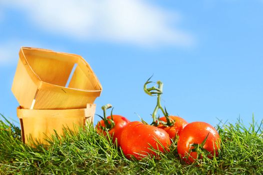 Freshly picked tomatoes on grass against a blue sky