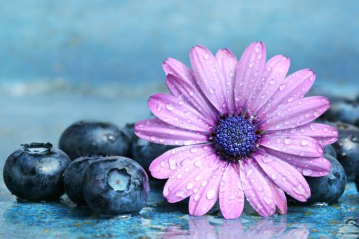 Blueberries and daisy on a aqua blue background