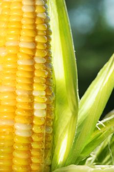 Close-up of an ear of corn with sun shining