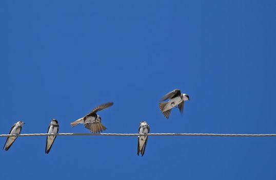 Birds (martlet) sitting on electric wires