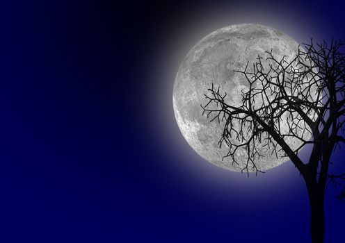 The full bright moon. A dry tree on a background of light of the moon