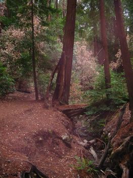 Pacific Ocean coast in Big Sur, California