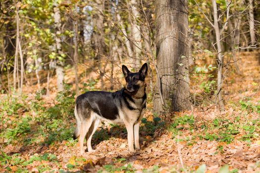 Mongrel dog in autumn forest
