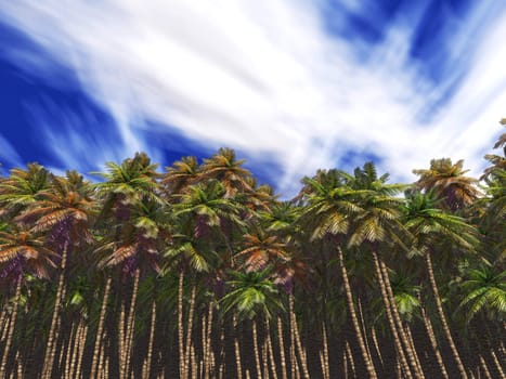 Palm thrickets on a background of the sky with clouds