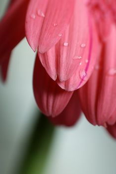 Macro view of a pink colour daisy flower petals