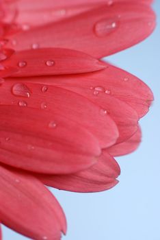Macro view of a pink colour daisy flower petals