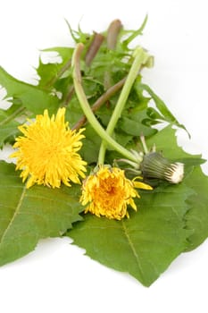 Dandelions herbs for salad on bright background