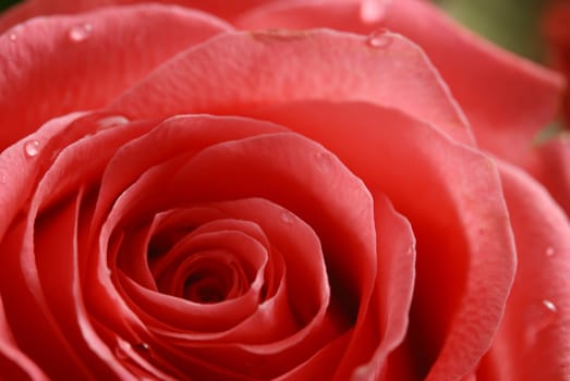 rose background. The dismissed bud of a rose with drops of dew