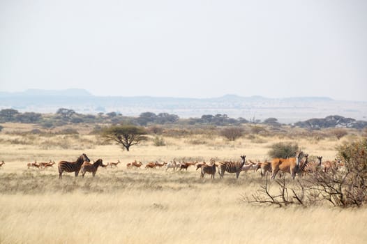 Springbok, Eland, Blesbuck, Zebra at game farm in South Africa