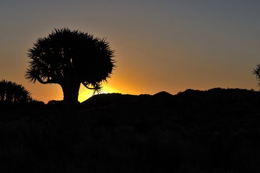 Sunset at the Quiver Tree Forest near Keetmanshoop, Namibia