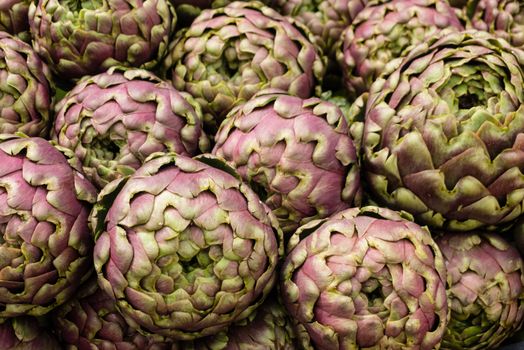 Globe artichoke, Cynara cardunculus  scolymus, perennial edible thistle