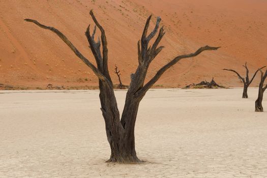 Tree skeleton at Deadvlei near Sossusvlei, Namibia
