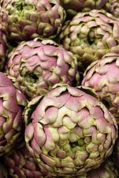 Globe artichoke, Cynara cardunculus  scolymus, perennial edible thistle