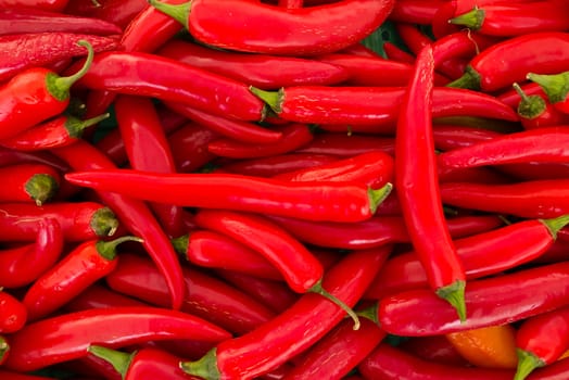 Red hot peppers, Capsicum annuum