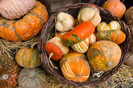 Variety of pumpkins on display