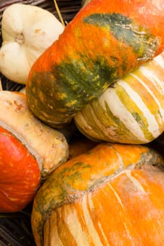 Variety of pumpkins on display