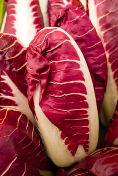 Italian chicory, radicchio salad, Cychorium intybus, leaf vegetable