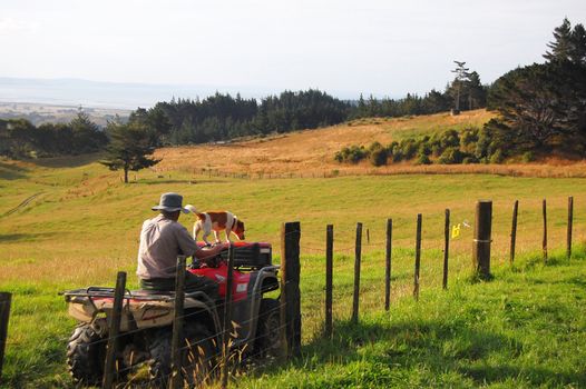 Man riding atv with dog along fence rural area, New Zealand