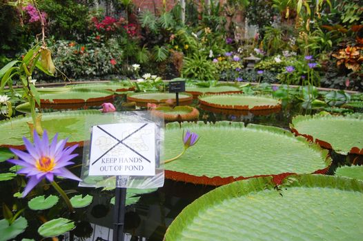 Water lily at botanical garden, Auckland Domain, New Zealand