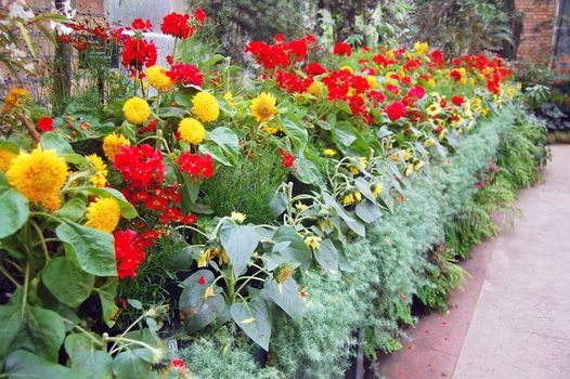 Flowers at greenhouse, Auckland Domain, New Zealand