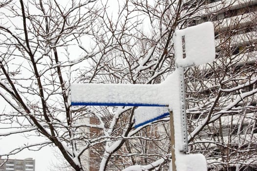 Snow on the bush branches