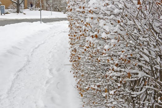 Snow on the bush branches