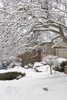 Snow on the street of North York