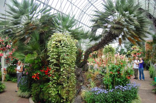 Plants at greenhouse, Auckland Domain, New Zealand